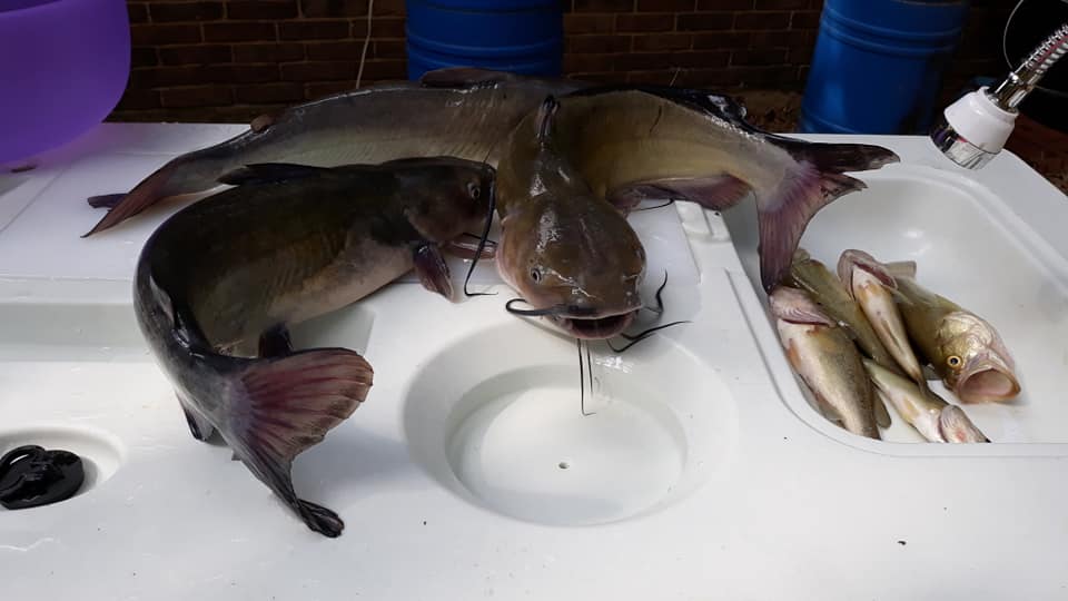 Attached picture fish caught 7-29-19.jpg